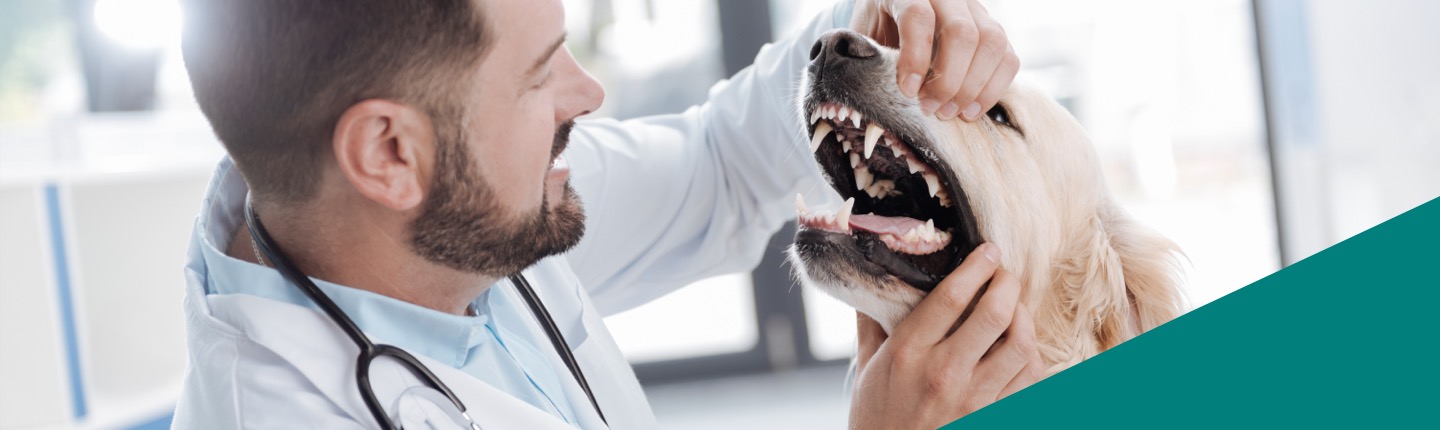 Learn About Dental Hygiene for Dogs and ORAVET Dental Chews